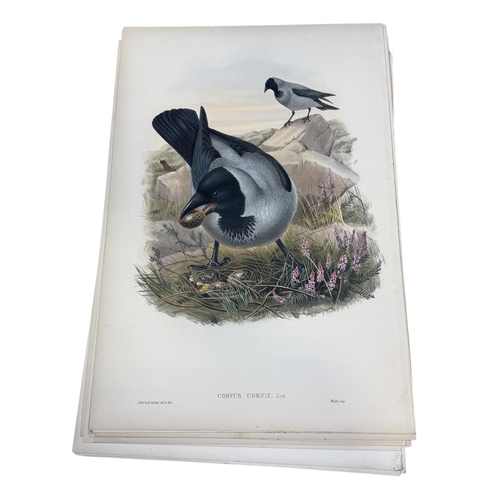 46A - JOHN GOULD AND H.C. RICHTER: A COLLECTION OF 27 HAND COLOURED LITHOGRAPHS FOR JOHN GOULD'S 'BIRDS OF... 