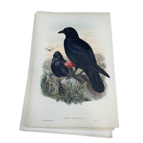 46A - JOHN GOULD AND H.C. RICHTER: A COLLECTION OF 27 HAND COLOURED LITHOGRAPHS FOR JOHN GOULD'S 'BIRDS OF... 