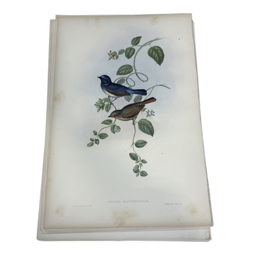 46A - JOHN GOULD AND H.C. RICHTER: A COLLECTION OF 27 HAND COLOURED LITHOGRAPHS FOR JOHN GOULD'S 'BIRDS OF... 