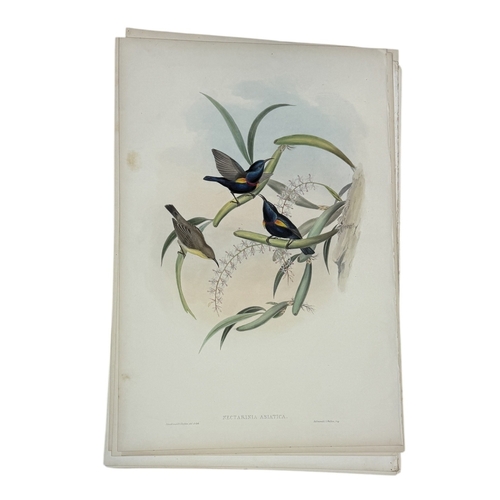 46A - JOHN GOULD AND H.C. RICHTER: A COLLECTION OF 27 HAND COLOURED LITHOGRAPHS FOR JOHN GOULD'S 'BIRDS OF... 