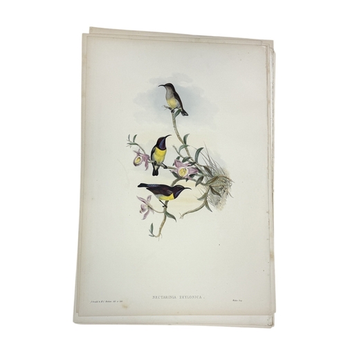 46A - JOHN GOULD AND H.C. RICHTER: A COLLECTION OF 27 HAND COLOURED LITHOGRAPHS FOR JOHN GOULD'S 'BIRDS OF... 