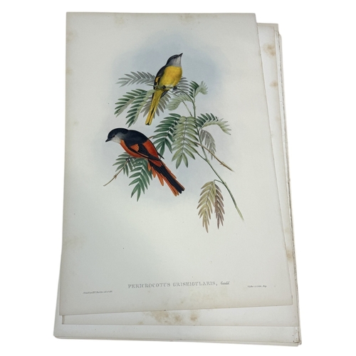 46A - JOHN GOULD AND H.C. RICHTER: A COLLECTION OF 27 HAND COLOURED LITHOGRAPHS FOR JOHN GOULD'S 'BIRDS OF... 