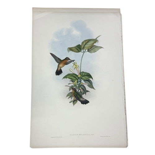 46A - JOHN GOULD AND H.C. RICHTER: A COLLECTION OF 27 HAND COLOURED LITHOGRAPHS FOR JOHN GOULD'S 'BIRDS OF... 