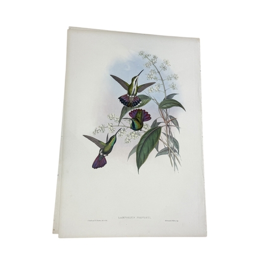 46A - JOHN GOULD AND H.C. RICHTER: A COLLECTION OF 27 HAND COLOURED LITHOGRAPHS FOR JOHN GOULD'S 'BIRDS OF... 