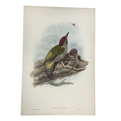 46A - JOHN GOULD AND H.C. RICHTER: A COLLECTION OF 27 HAND COLOURED LITHOGRAPHS FOR JOHN GOULD'S 'BIRDS OF... 