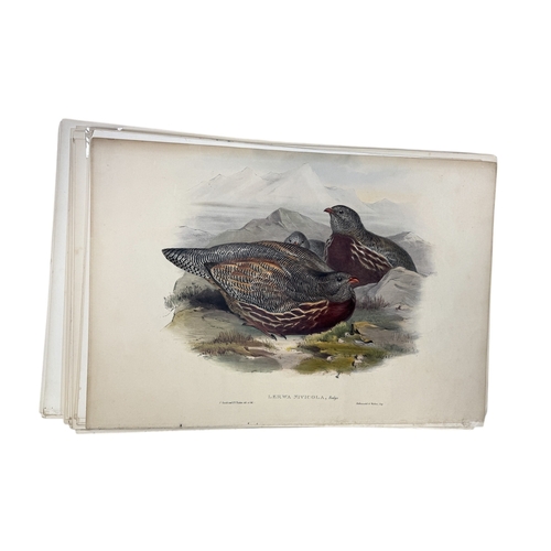 46A - JOHN GOULD AND H.C. RICHTER: A COLLECTION OF 27 HAND COLOURED LITHOGRAPHS FOR JOHN GOULD'S 'BIRDS OF... 