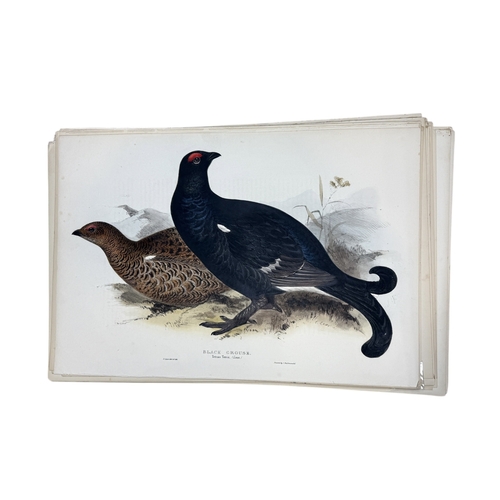 46A - JOHN GOULD AND H.C. RICHTER: A COLLECTION OF 27 HAND COLOURED LITHOGRAPHS FOR JOHN GOULD'S 'BIRDS OF... 