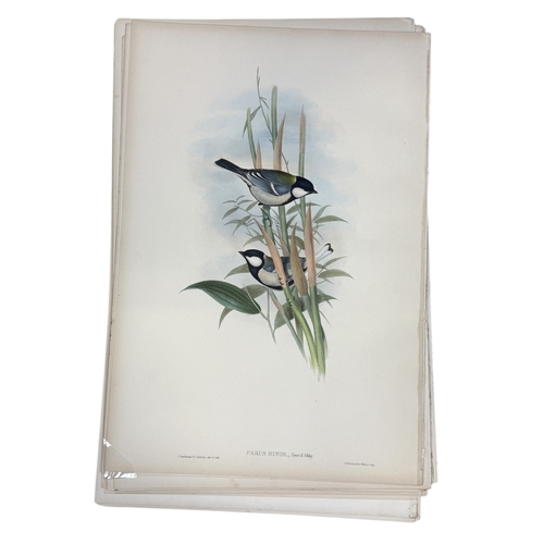 46A - JOHN GOULD AND H.C. RICHTER: A COLLECTION OF 27 HAND COLOURED LITHOGRAPHS FOR JOHN GOULD'S 'BIRDS OF... 