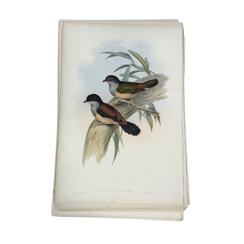 46A - JOHN GOULD AND H.C. RICHTER: A COLLECTION OF 27 HAND COLOURED LITHOGRAPHS FOR JOHN GOULD'S 'BIRDS OF... 