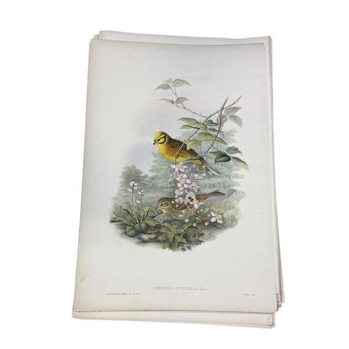 46A - JOHN GOULD AND H.C. RICHTER: A COLLECTION OF 27 HAND COLOURED LITHOGRAPHS FOR JOHN GOULD'S 'BIRDS OF... 