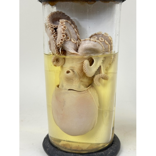 285 - TWO TAXIDERMY NATURAL HISTORY WET SPECIMENS, OCTOPUS AND SQUIDS
32cm H (largest)
Ex Museum Collectio... 
