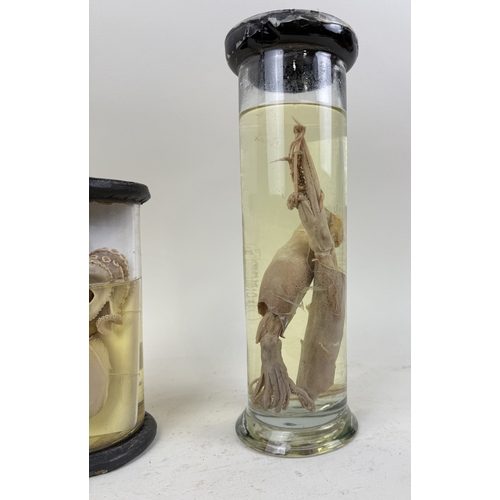 285 - TWO TAXIDERMY NATURAL HISTORY WET SPECIMENS, OCTOPUS AND SQUIDS
32cm H (largest)
Ex Museum Collectio... 