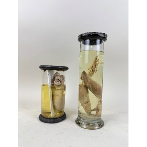 285 - TWO TAXIDERMY NATURAL HISTORY WET SPECIMENS, OCTOPUS AND SQUIDS
32cm H (largest)
Ex Museum Collectio... 
