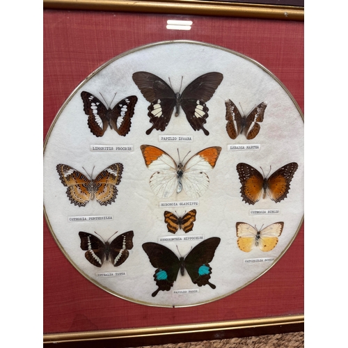338B - A COLLECTION OF MOUNTED AND FRAMED RARE BUTTERFLIES
52cm x 33cm