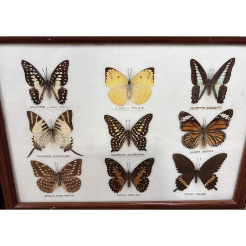 338B - A COLLECTION OF MOUNTED AND FRAMED RARE BUTTERFLIES
52cm x 33cm