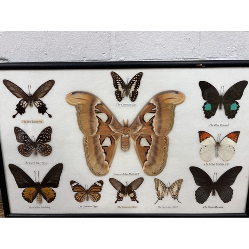 338B - A COLLECTION OF MOUNTED AND FRAMED RARE BUTTERFLIES
52cm x 33cm