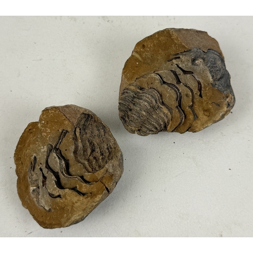 532 - A FOSSILISED TRILOBITE IN NODULE
6cm H