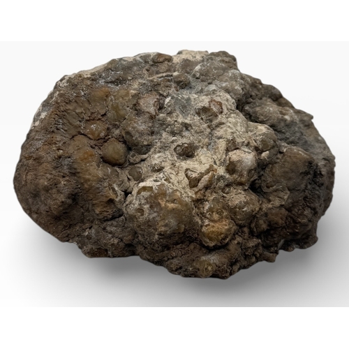 A FOSSIL POO COPROLITE A large fossilised poo or 'coprolite'. Likely ...