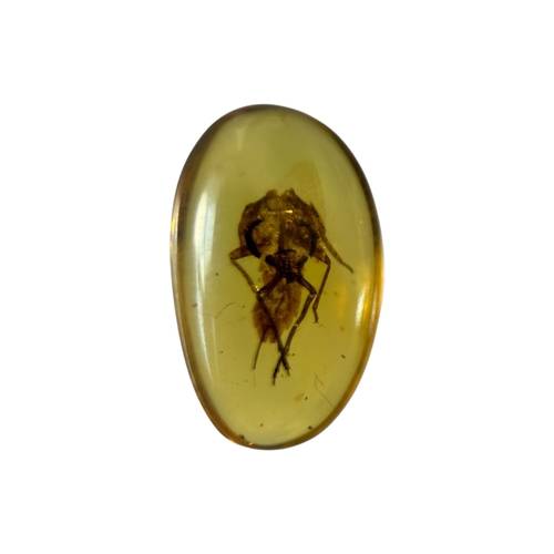 A LEAFHOPPER FOSSIL INSECT IN AMBER A highly detailed flying insect in ...