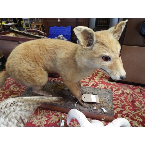 195 - A taxidermy study of a standing fox cub on wooden plinth