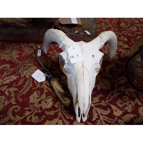 196 - A mountain goat skull and a horn and an animal foot paperknife
