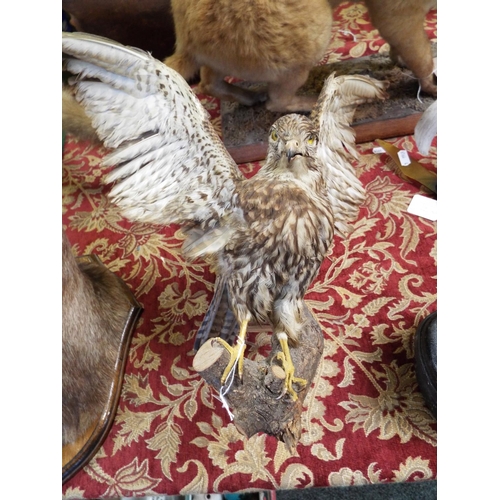 197 - A taxidermy study of a sparrowhawk