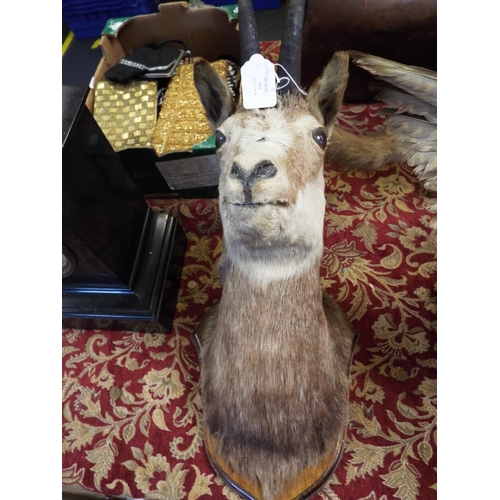 198 - A taxidermy study of a chamois mountain goat