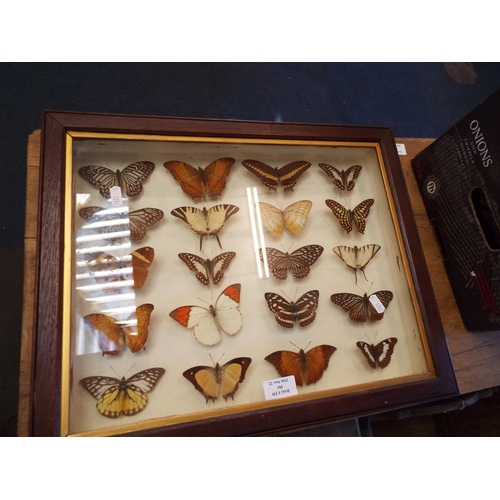 581 - A framed a glazed taxidermy study of butterflies