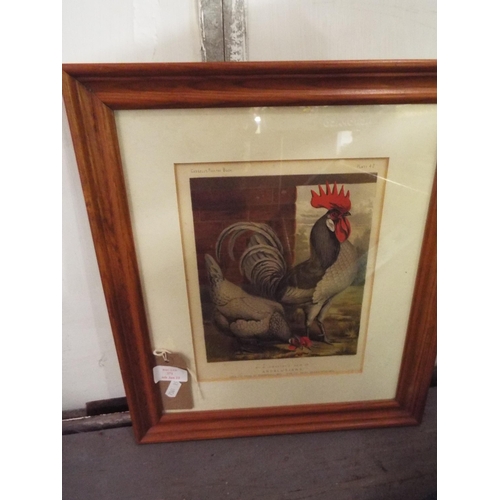 371 - A mounted framed and glazed print from Cassell's Poultry Book of Chickens plate No 42