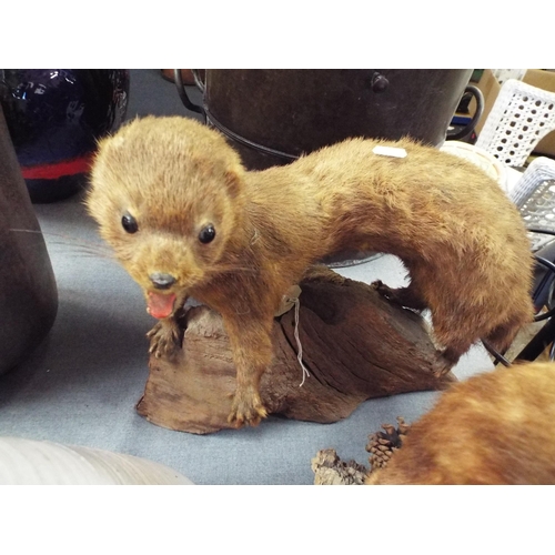 264 - A vintage taxidermy study of a Mink on a wooden base