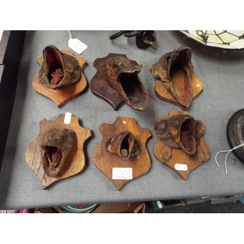 270 - A set of six taxidermy studies of Pike heads mounted on wooden plaques