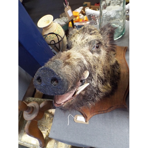 261 - A taxidermy study of a Wild Boars head mounted on wooden plaque