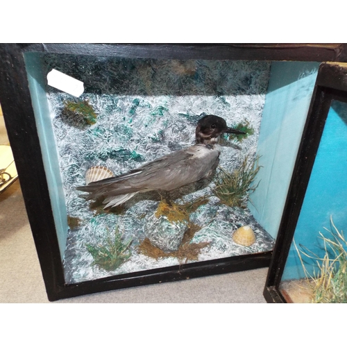 267 - A taxidermy study of a Black Tern in a wood and glass case