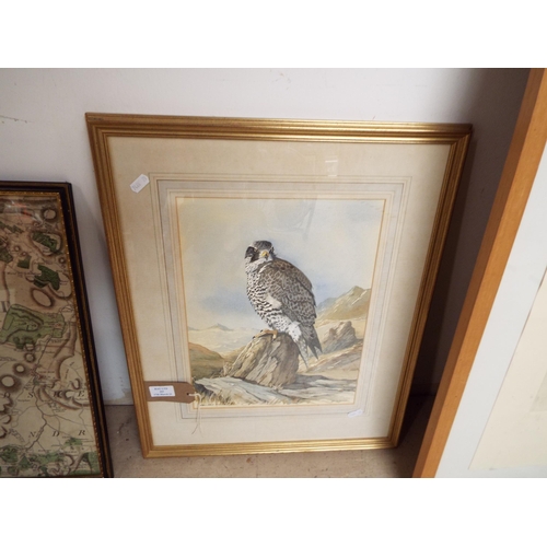 443 - A mounted framed and glazed watercolour depicting an 'Iceland Falcon' signed E.A Swan lower right ha... 