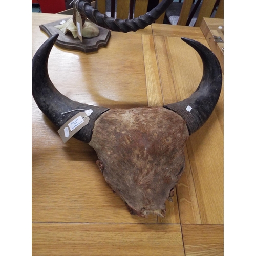 519 - A taxidermy study of top skull and possibly Water Buffalo horns