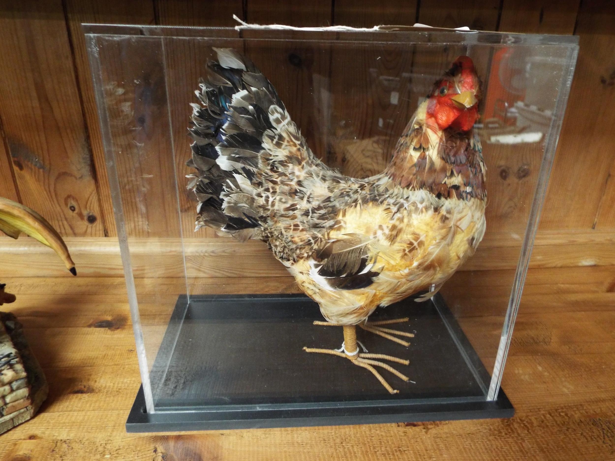 A feathered material chicken in plastic case