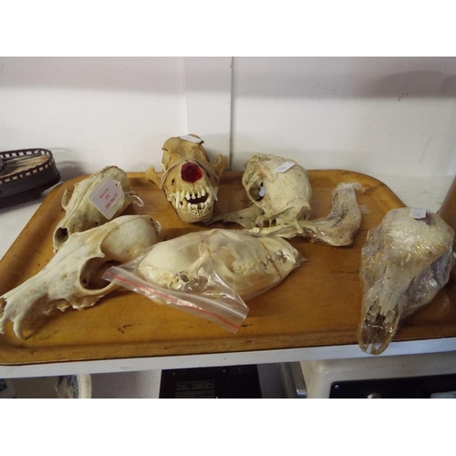 375 - Six assorted vintage animal skulls