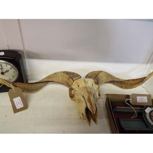 385 - A set of horns and skull