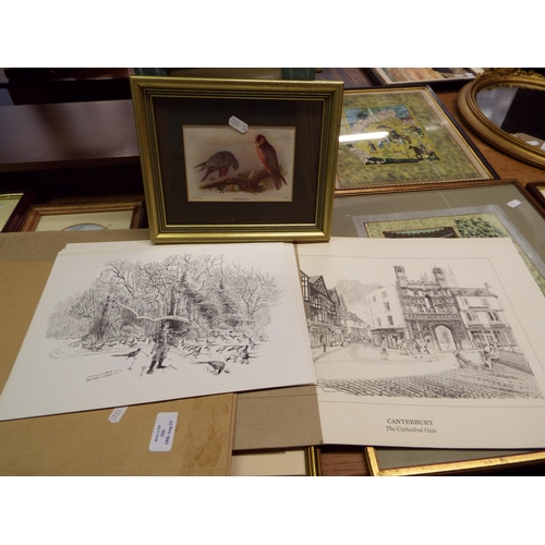 520 - A selection of loose prints and a framed red footed Falcon