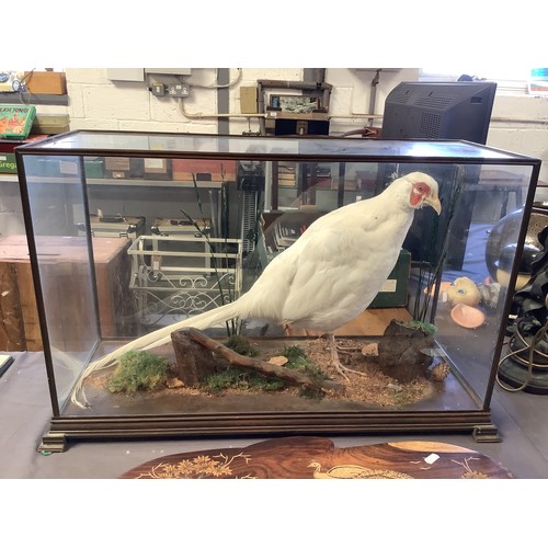 542 - A cased taxidermy study of an 'Albino Pheasant'