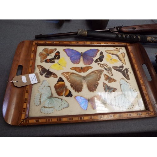 311 - A vintage inlaid tray having taxidermy studies of Butterfly's