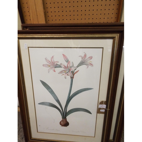 371 - A set of four Botanical prints 'Amarillas' framed and glazed