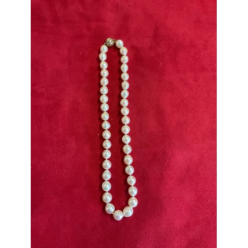 305 - A natural cultured pearl necklace with 14K gold clasp