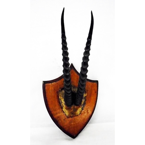 16 - Pair Oryx? Antelope Horns on light oak shield shaped mount