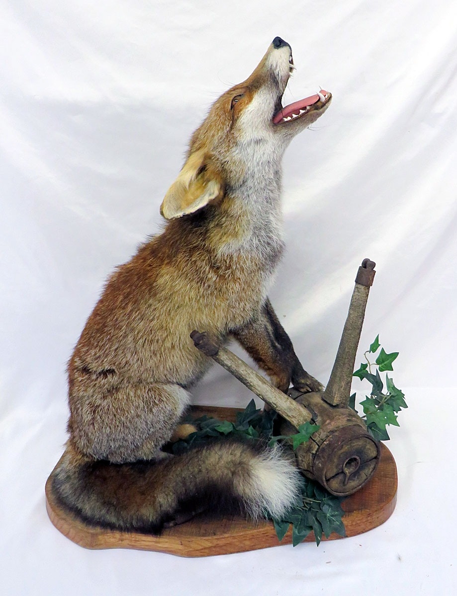 Taxidermy Mounted Fox