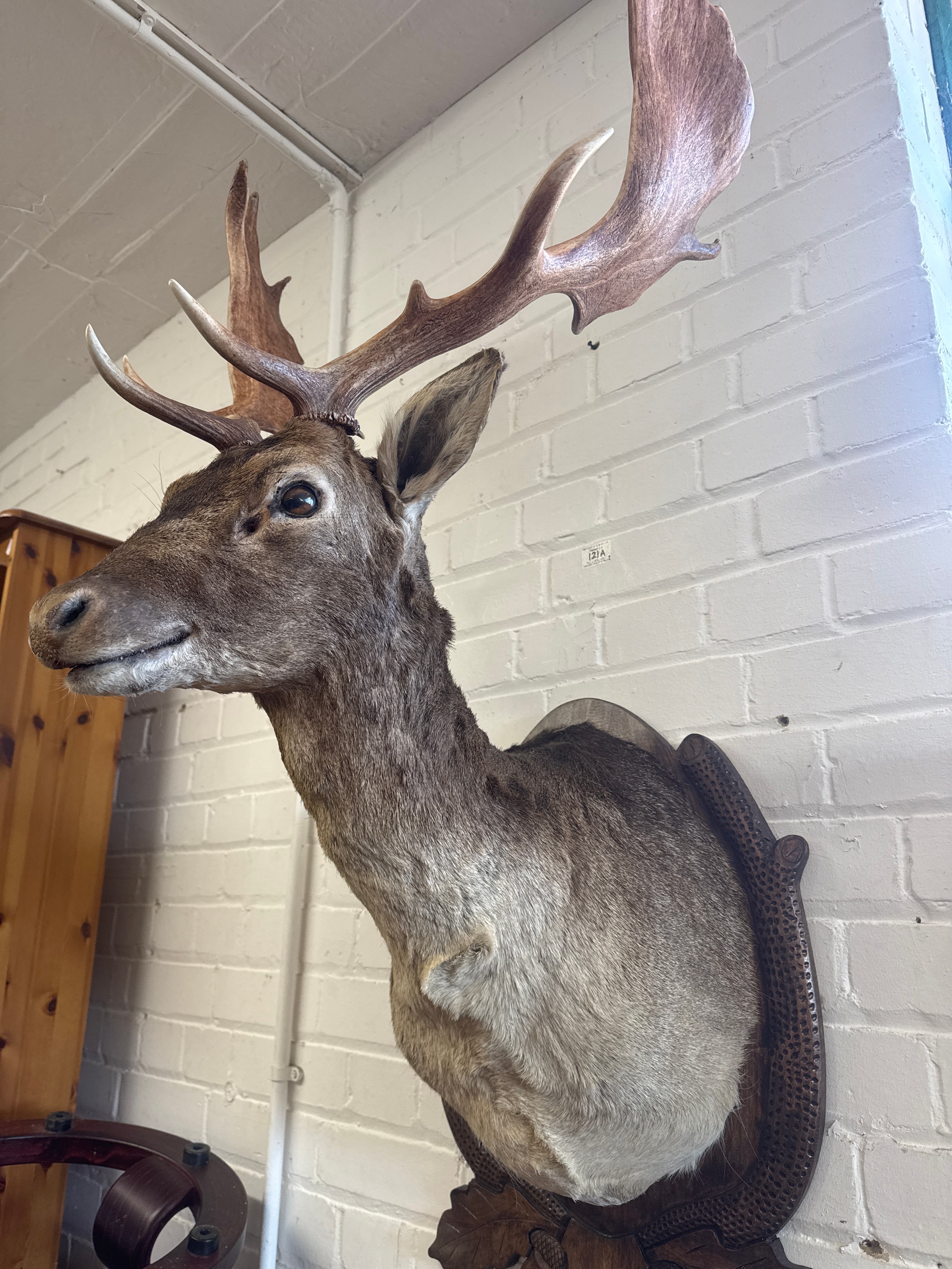 Taxidermy Fallow Deer Stag on wooden mount (Upstairs A1) 3450