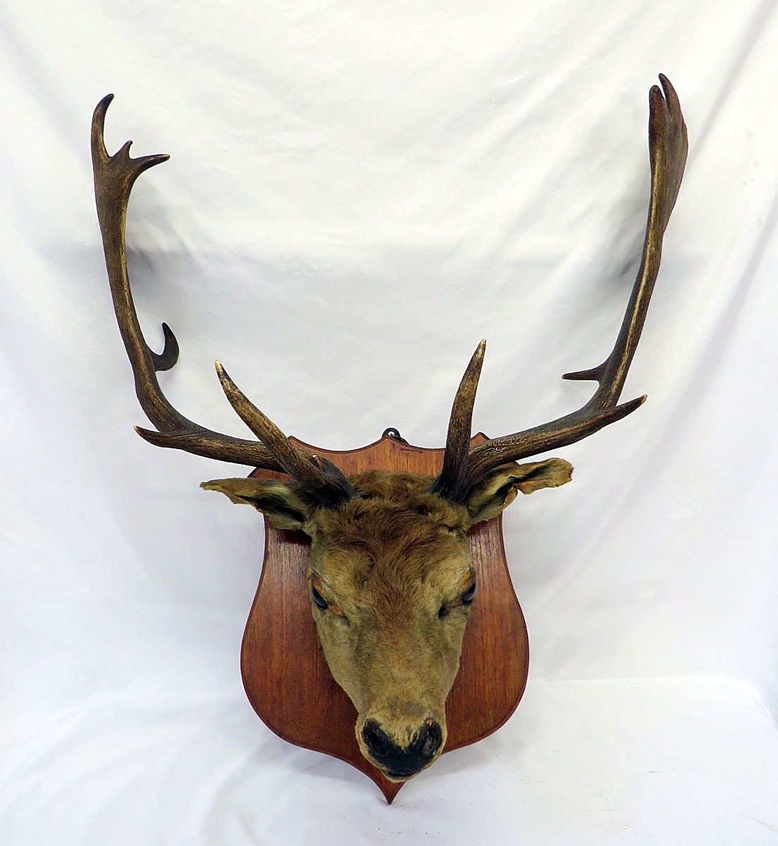 Taxidermy Mounted Fallow Deer Stag