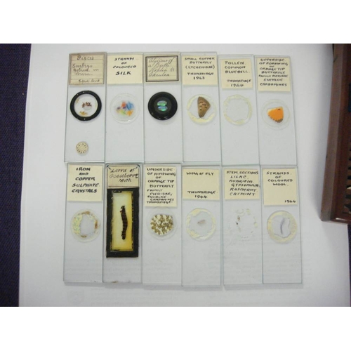 273 - A late 19th /early 20th century mahogany microscope slide case and contents: mostly entomological sp... 