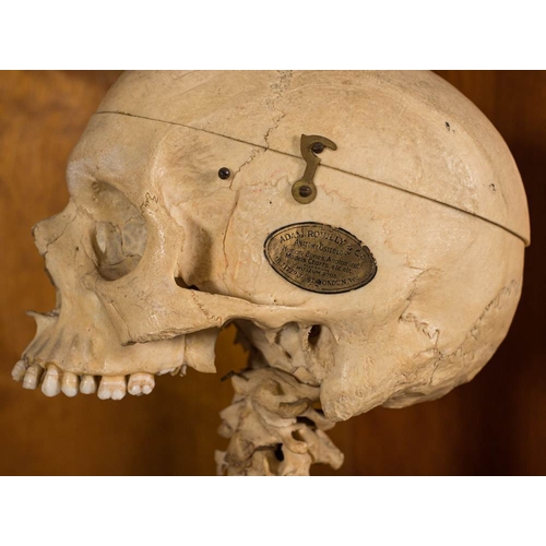 29 - A full medical  female skeleton by Adam, Rouilly & Co, London suspended in a pine case: the whole su... 