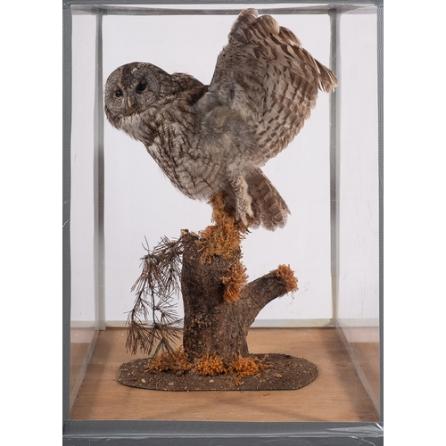 24 - (Strix aluco) A cased taxidermy Tawny owl: mounted with wings outstretched on a wooden post under Pe... 